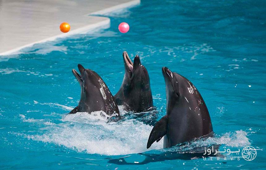 سه دلفین مشغول توپ‌بازی در دلفیناریوم دبی